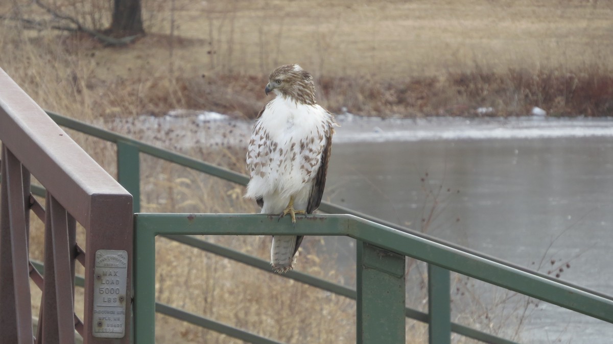 Red-tailed Hawk - ML408966841