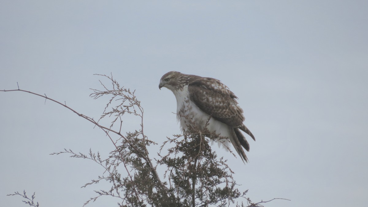 Red-tailed Hawk - ML408967451