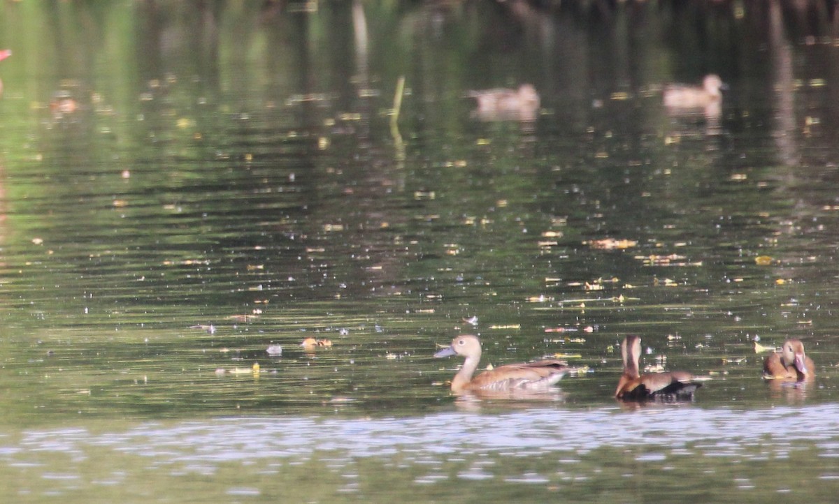 Fulvous Whistling-Duck - Chuck Gates