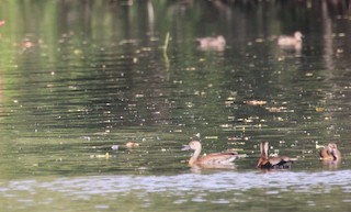 Fulvous Whistling-Duck, ML40896871