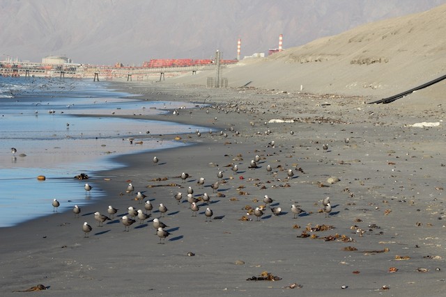 Foraging habitat; Antofagasta, Chile - Gray Gull - 