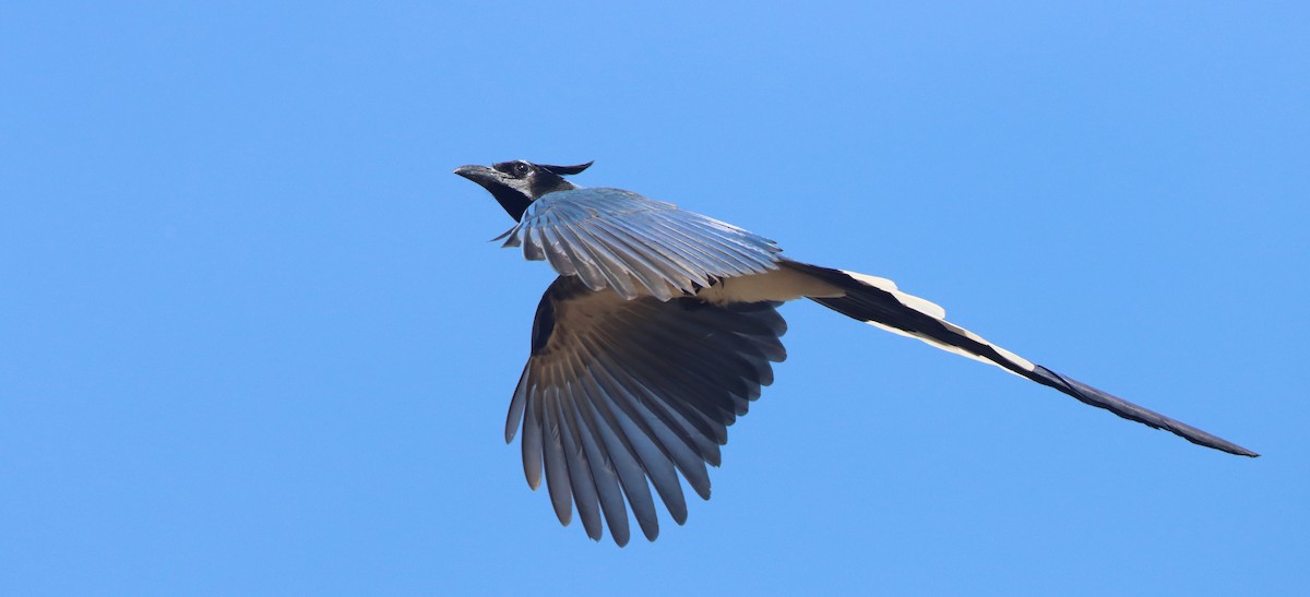 Black-throated Magpie-Jay - ML408970431