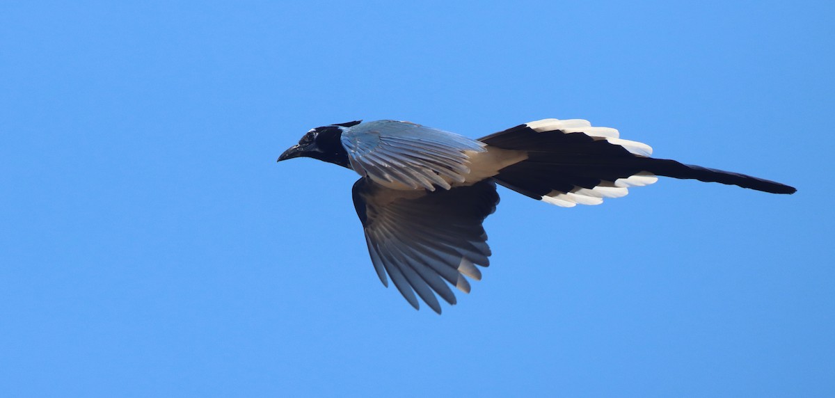 Black-throated Magpie-Jay - ML408970461