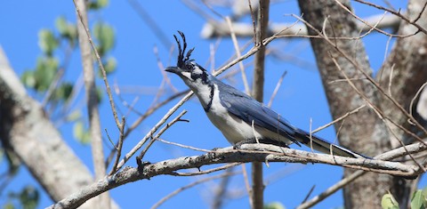 Black-throated Magpie-Jay - Calocitta colliei - Birds of the World