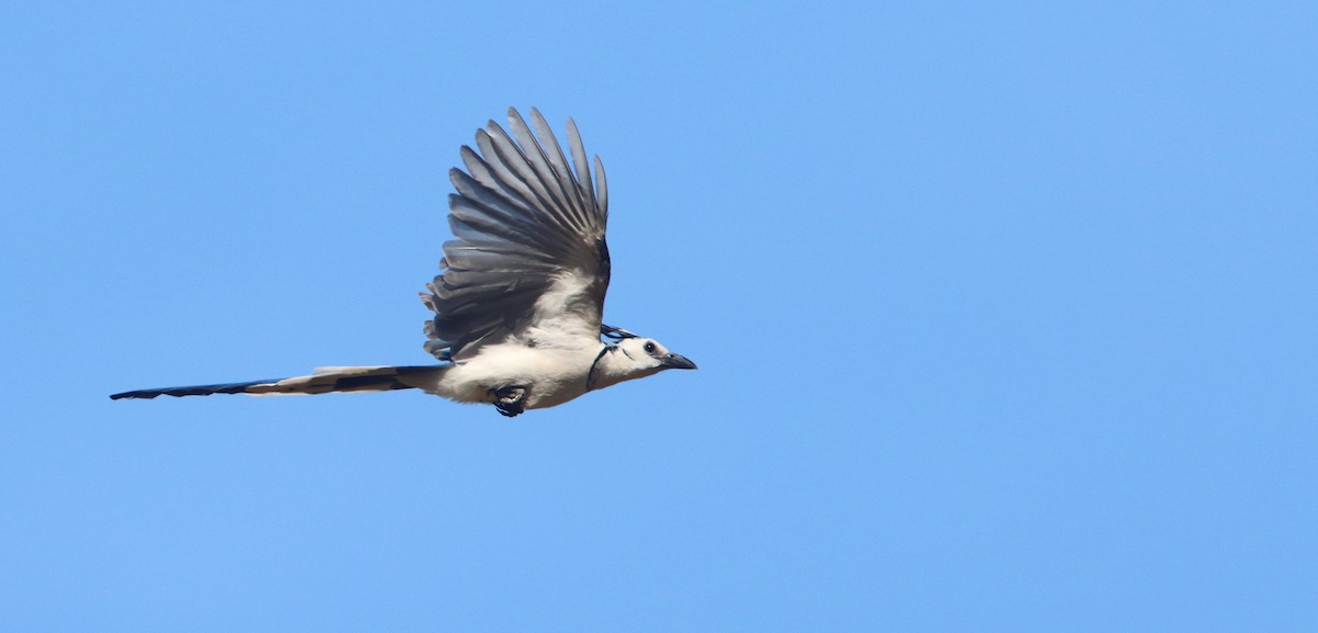 White-throated Magpie-Jay - ML408970761
