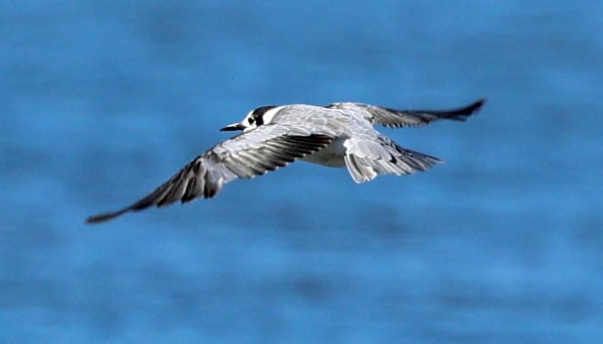Black Tern - Duncan Watson