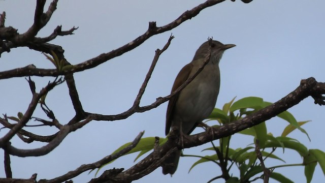 Pale-breasted Thrush - ML408982121
