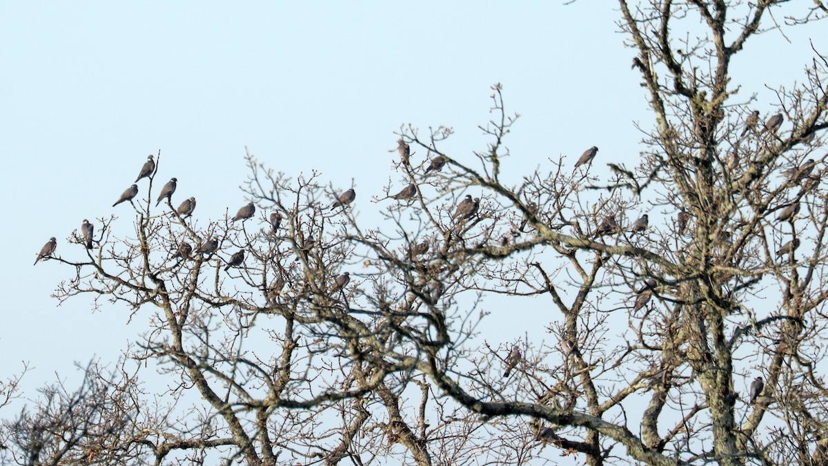 Common Wood-Pigeon - ML408983151
