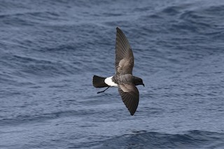  - White-bellied Storm-Petrel