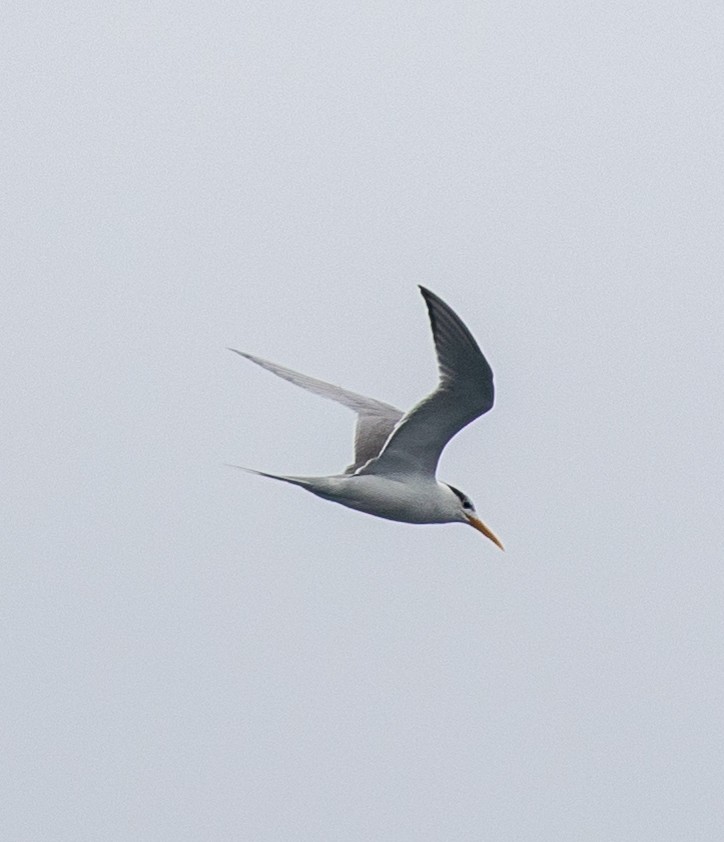 Great Crested Tern - ML408990051