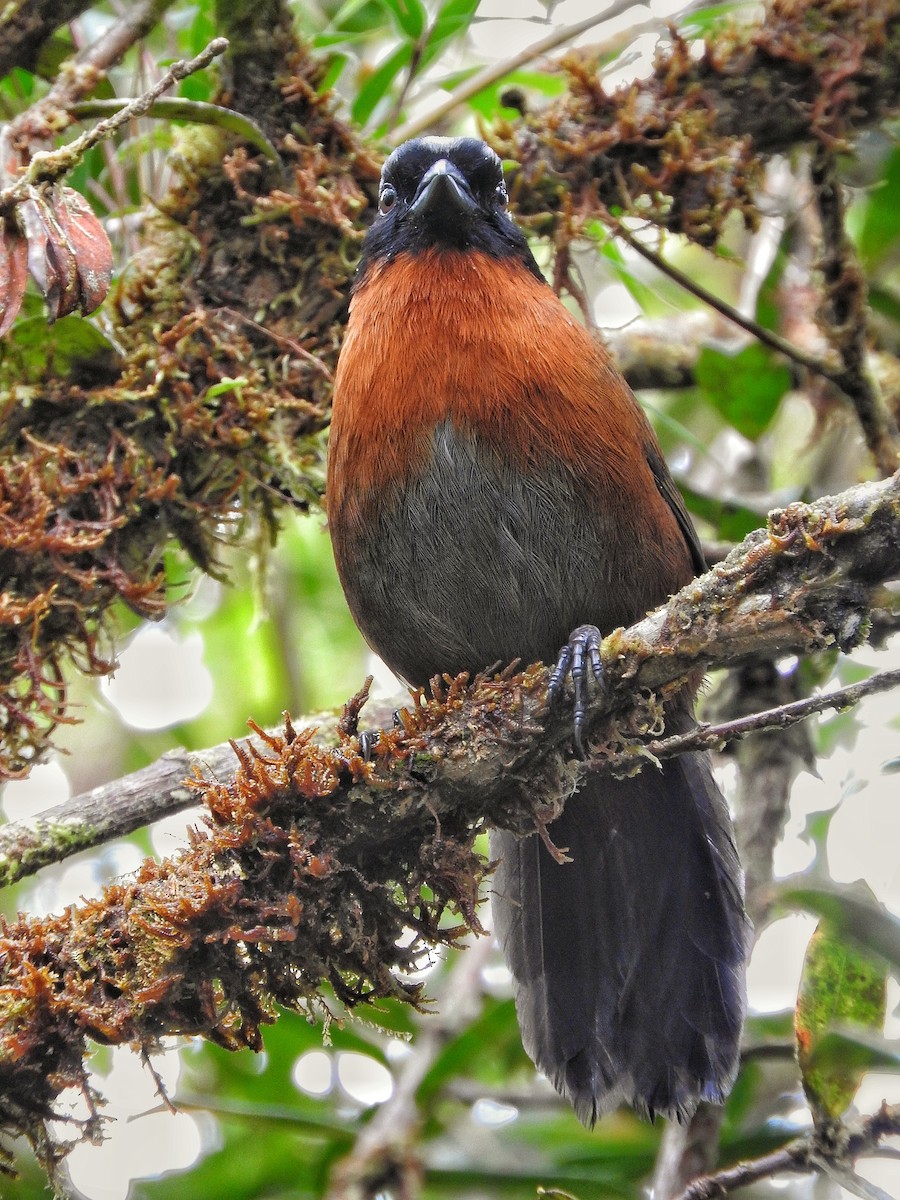 Tanager Finch - ML408990621