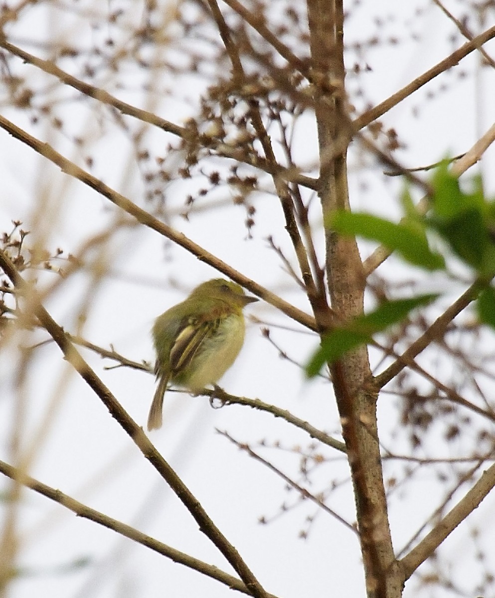 Olive-faced Flatbill - ML408993141