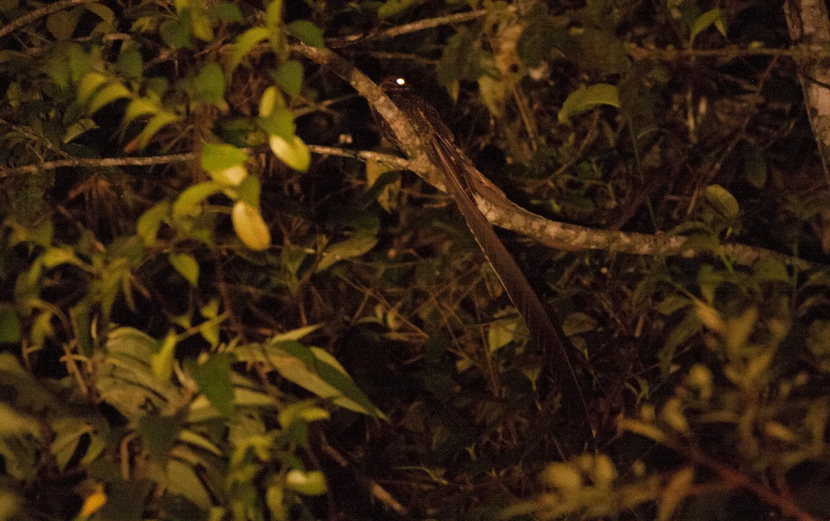 Lyre-tailed Nightjar - Ian Davies