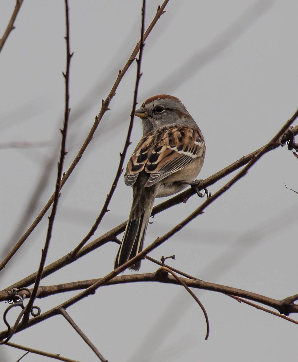 American Tree Sparrow - Kayann Cassidy
