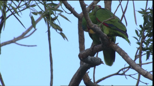 White-fronted Parrot - ML409001