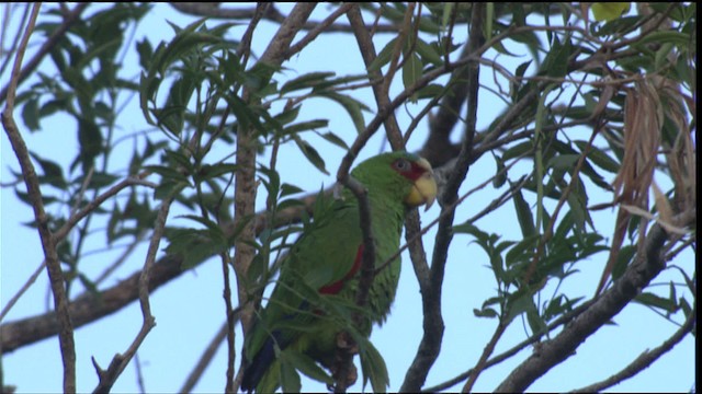 White-fronted Parrot - ML409002