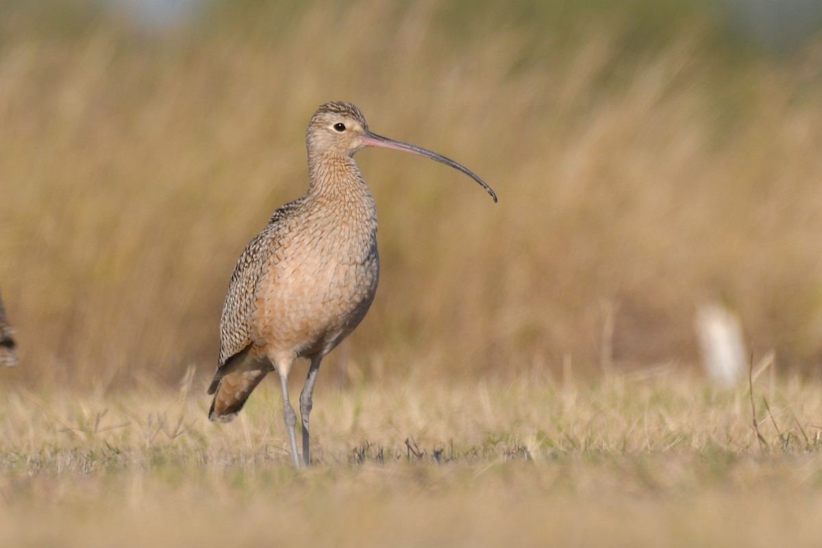 Long-billed Curlew - ML409003361