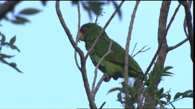 White-fronted Parrot - ML409005