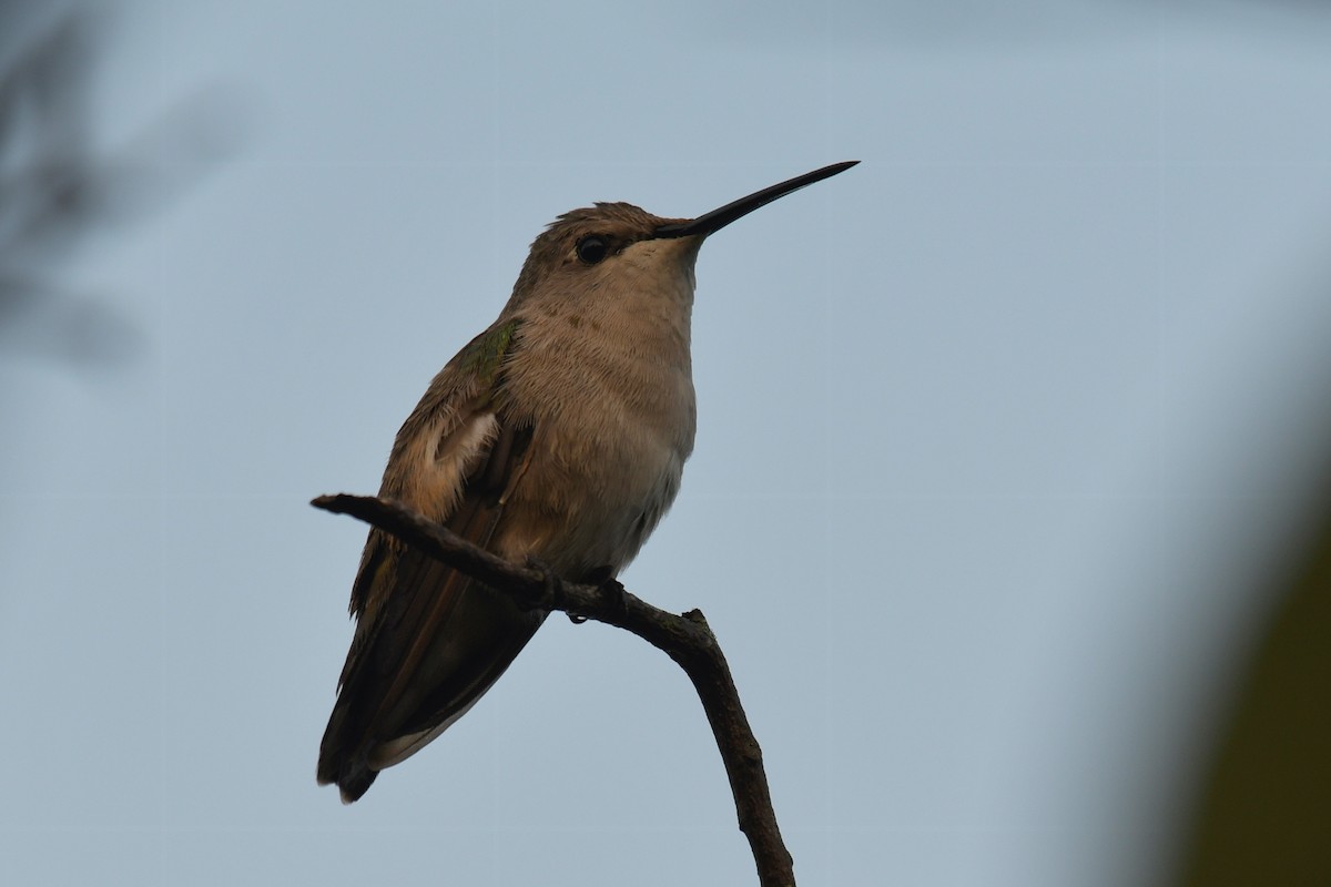 Black-chinned Hummingbird - ML409005121