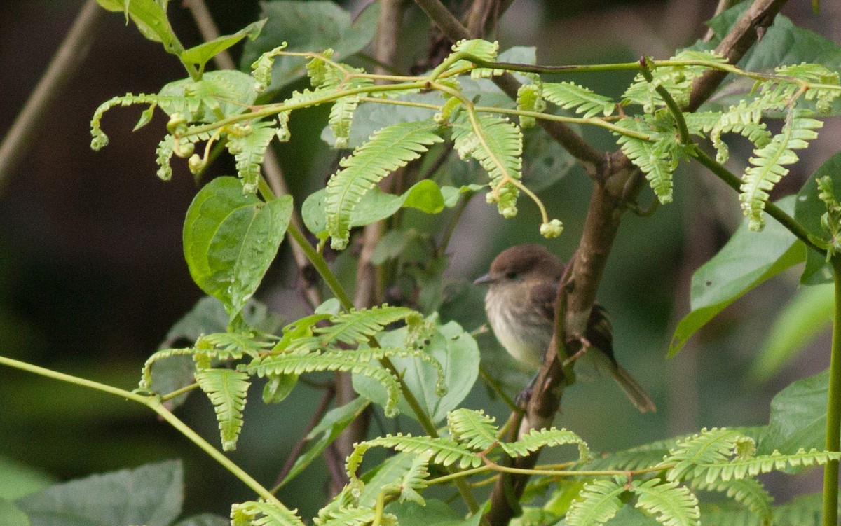 Olive-chested Flycatcher - Ian Davies