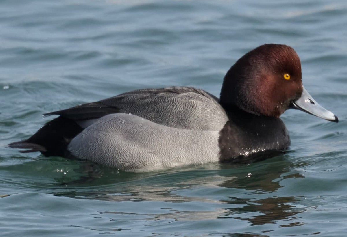 Porrón Americano x Bastardo/Bola (híbrido) - eBird