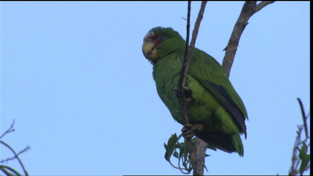 White-fronted Parrot - ML409008