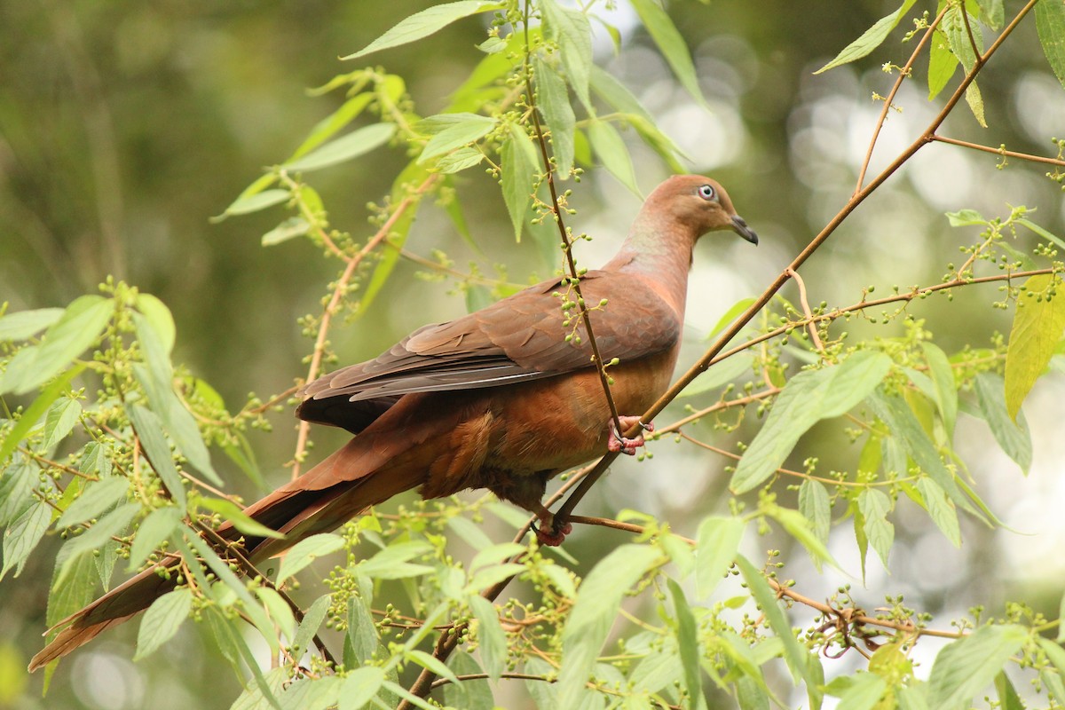 Brown Cuckoo-Dove - ML409012121