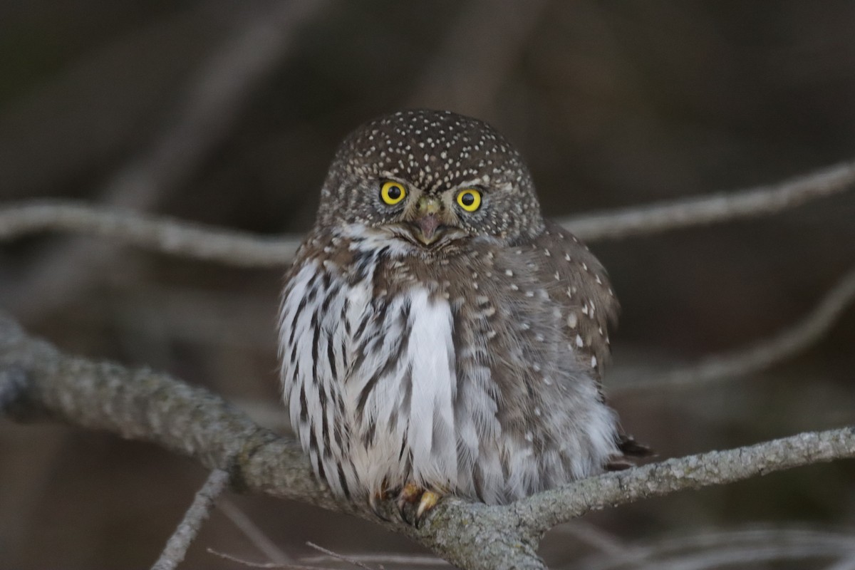 Northern Pygmy-Owl - Braydon Luikart