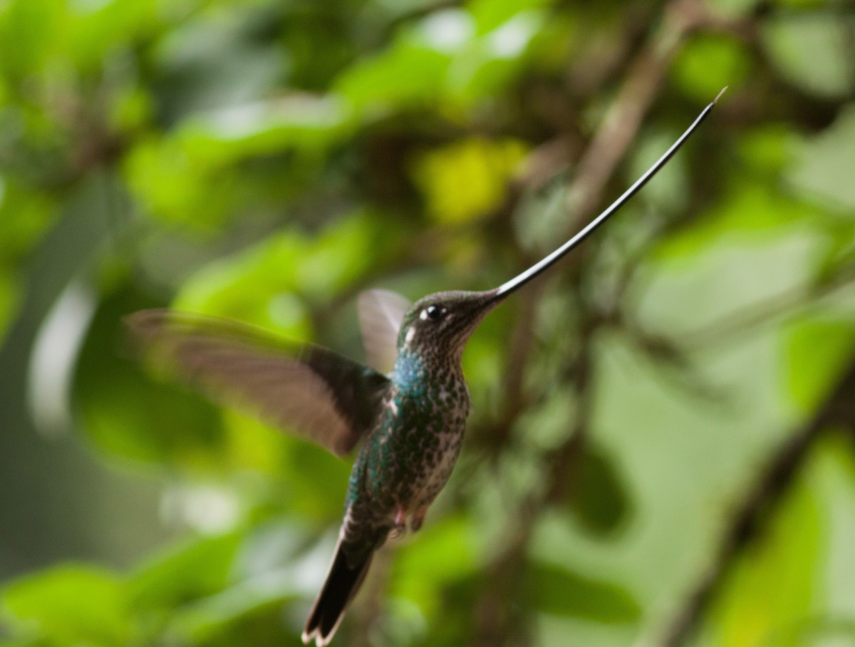 Sword-billed Hummingbird - Ian Davies