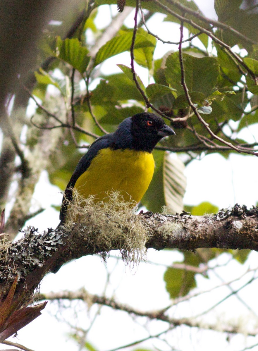 Hooded Mountain Tanager - ML40902571