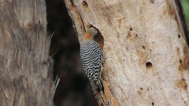 Red-crowned Woodpecker - ML409025781