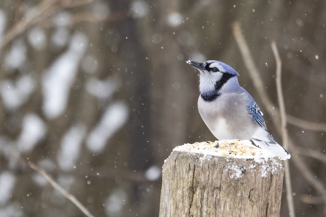 Blue Jay - Vermont eBird