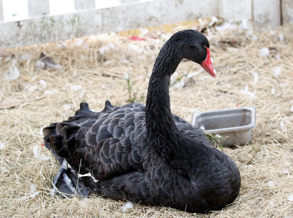 Black Swan - ML409033221