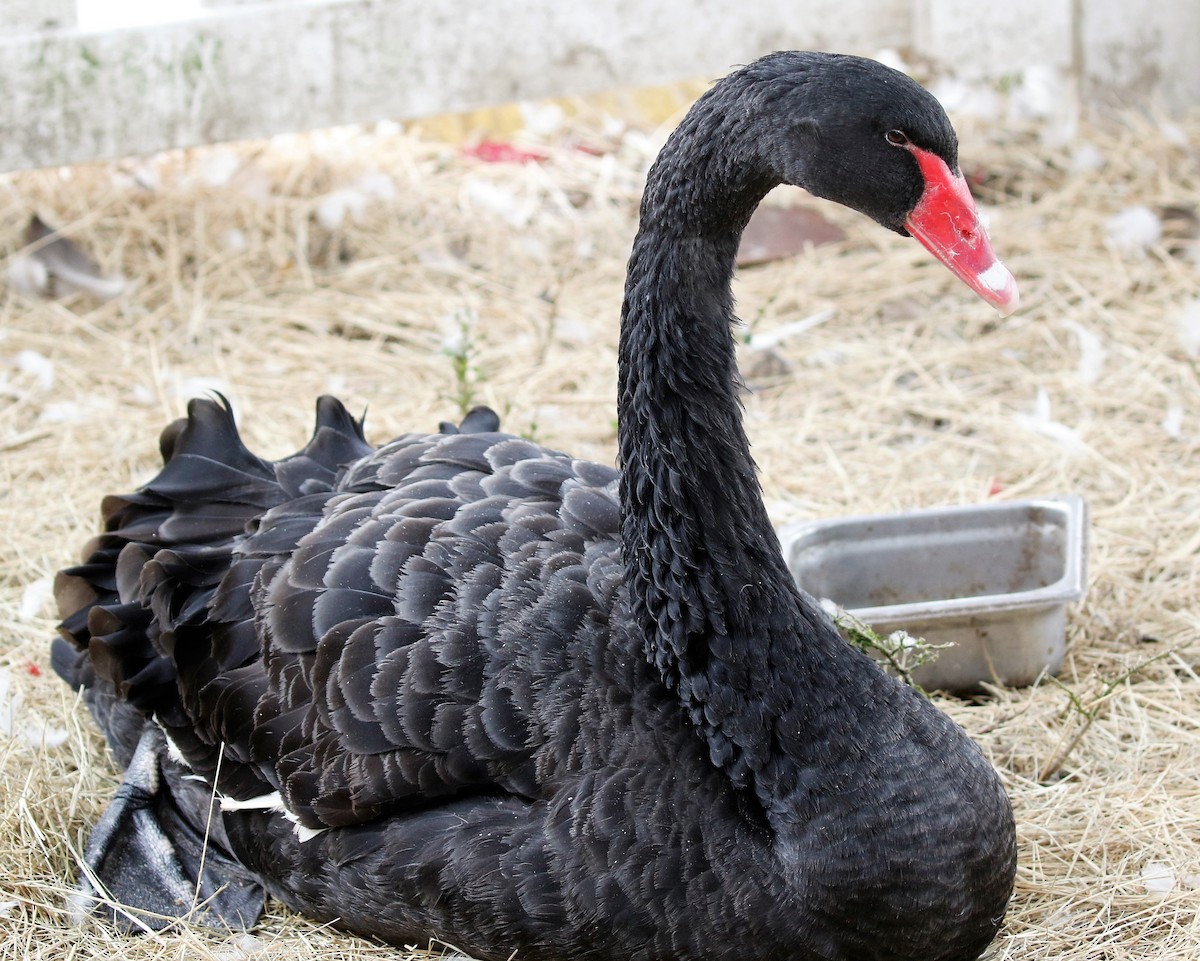 Black Swan - ML409033401