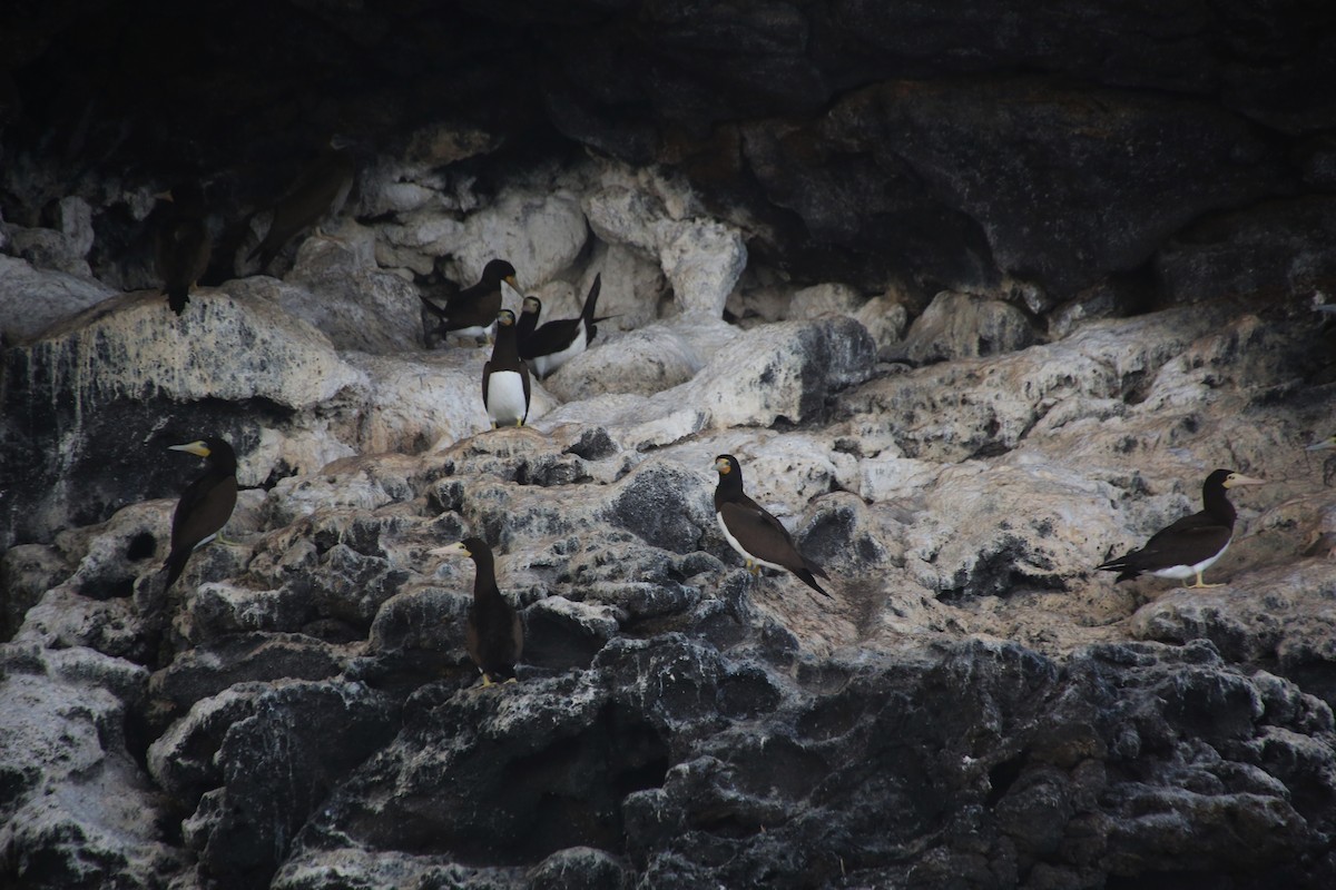 Brown Booby - ML40903941