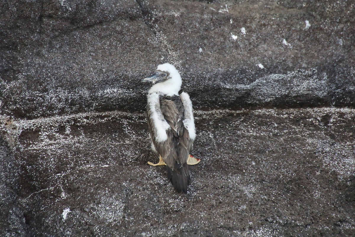 Brown Booby - ML40903991