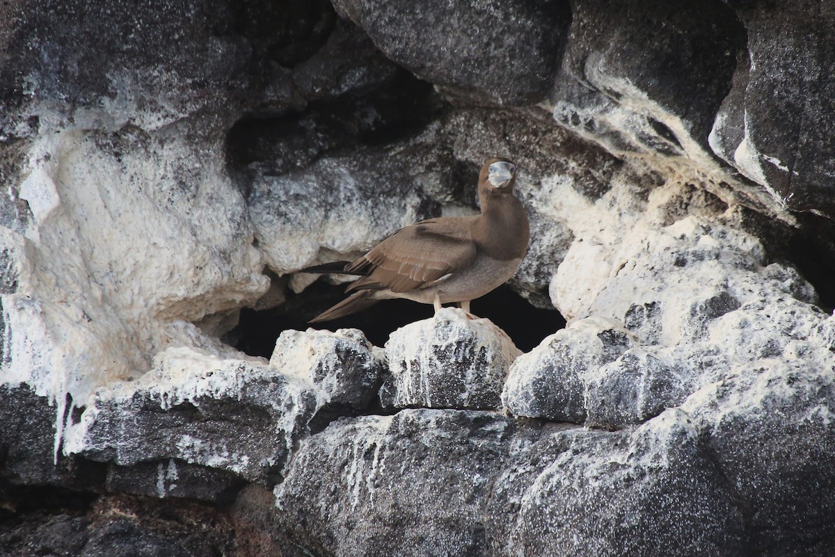 Brown Booby - ML40904041