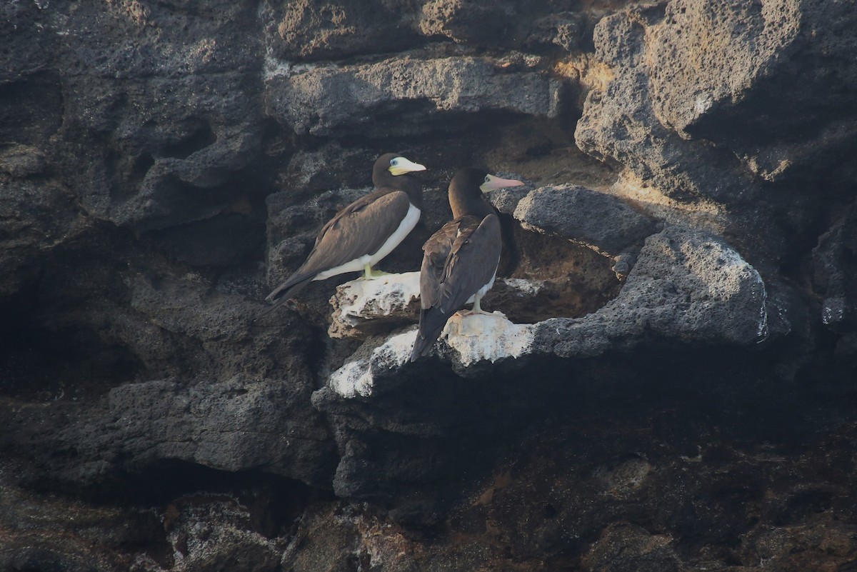 Brown Booby - ML40904061