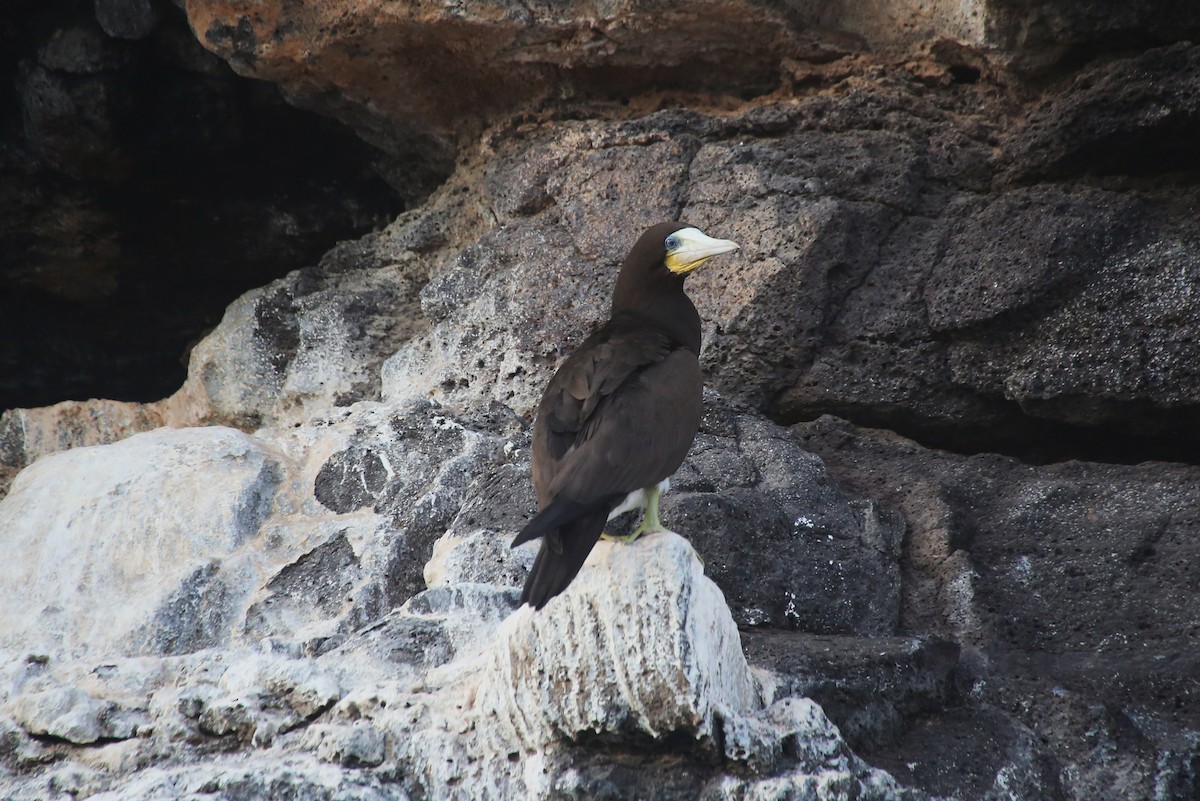 Brown Booby - ML40904081