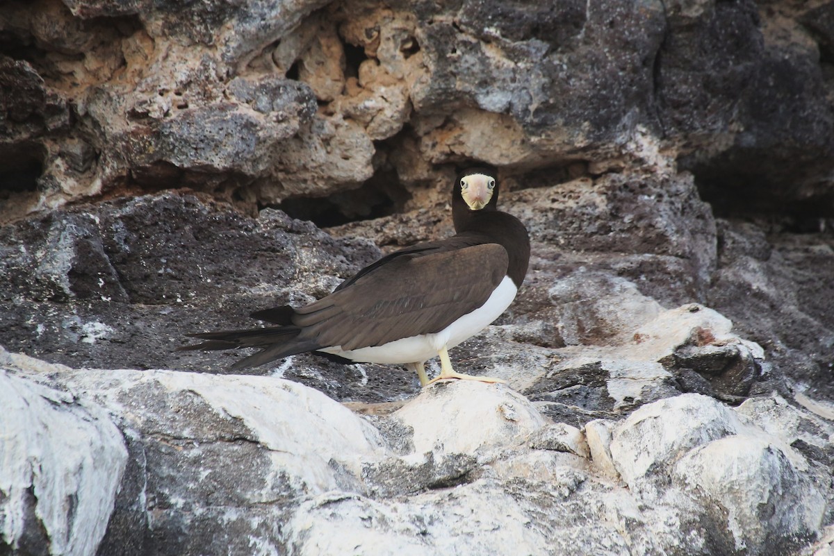 Brown Booby - ML40904101
