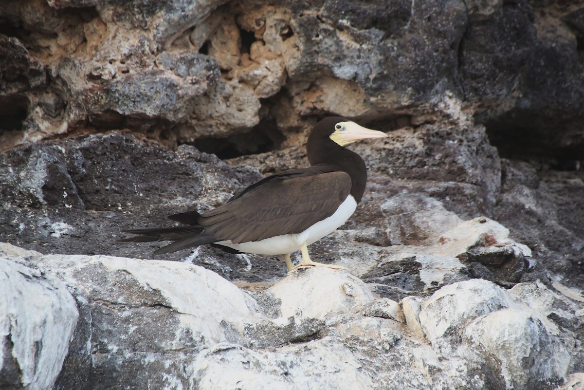 Brown Booby - ML40904121