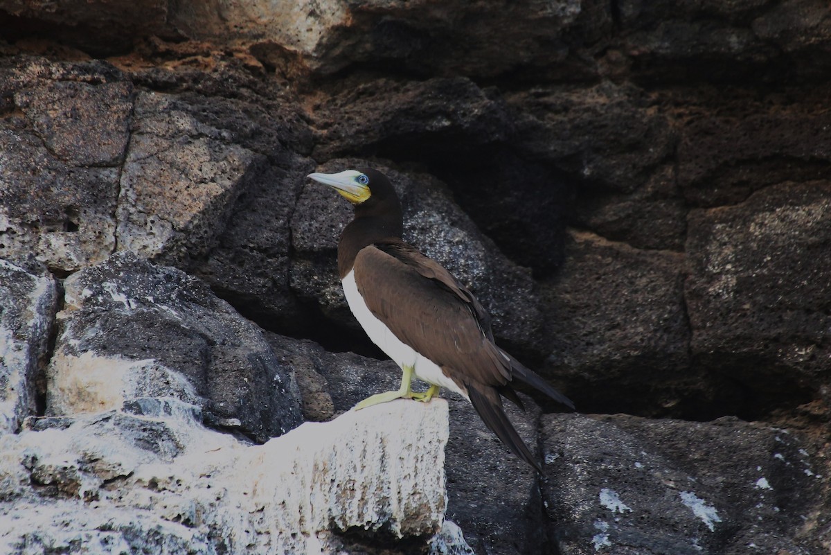 Brown Booby - ML40904161