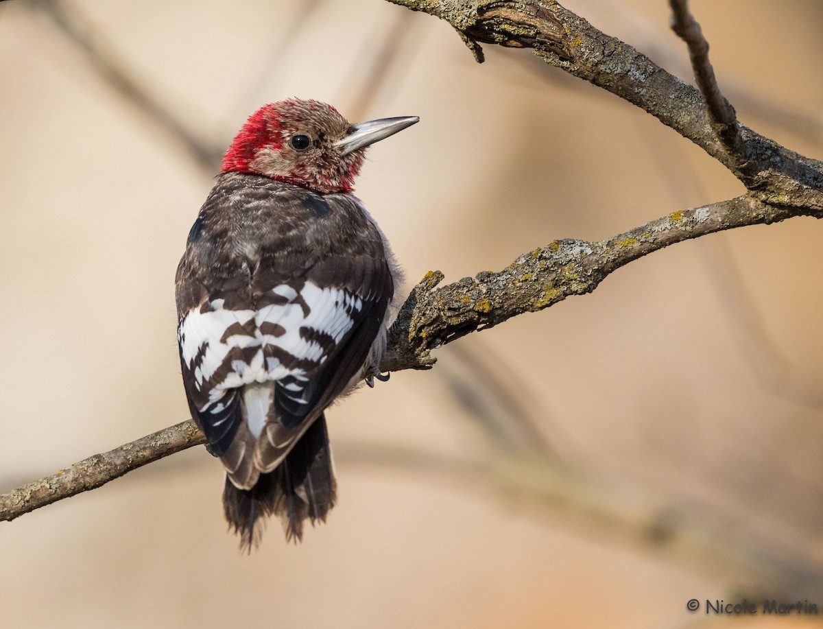 Red-headed Woodpecker - Nicole Martin