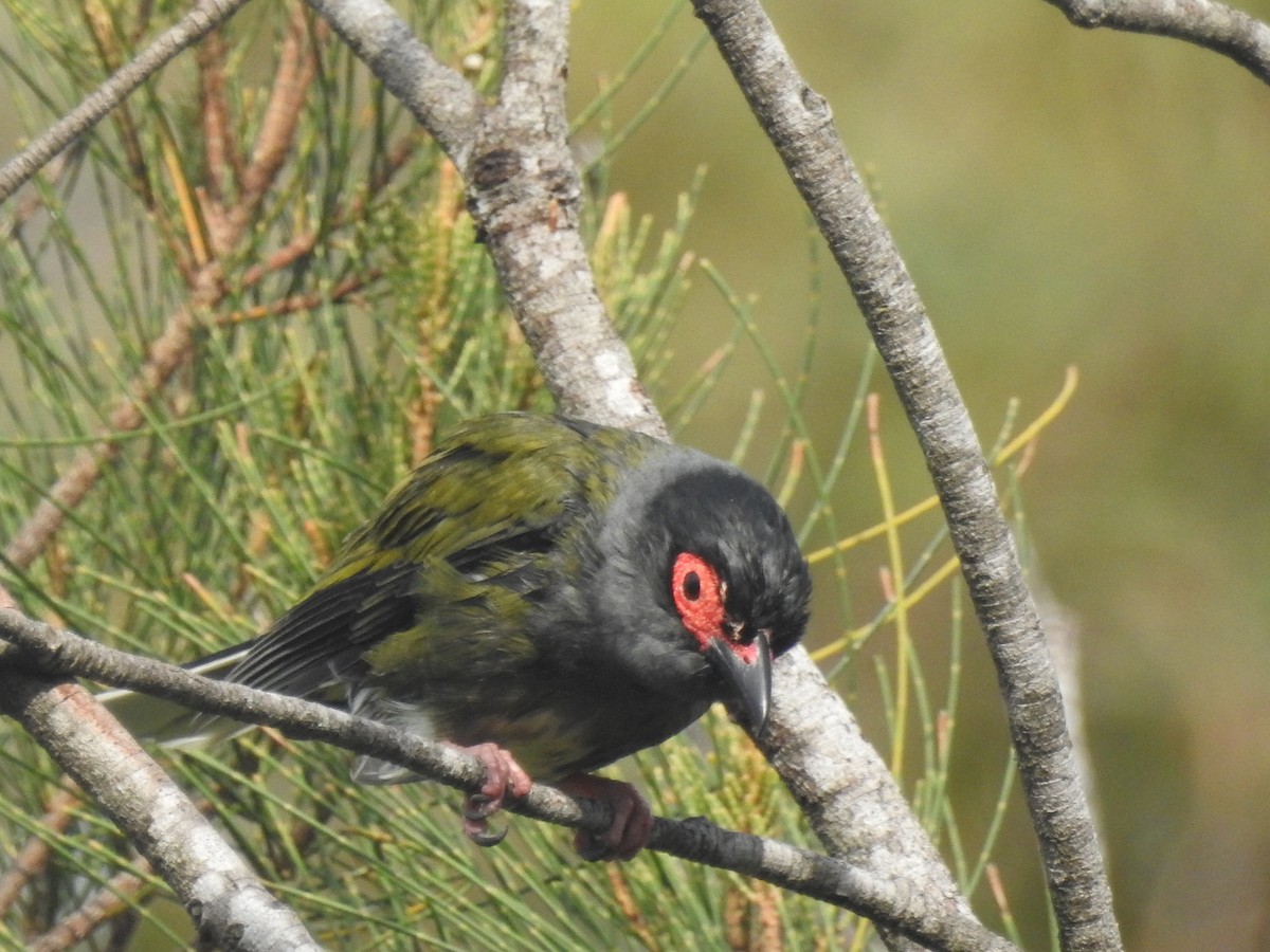 Australasian Figbird - Michael Daley