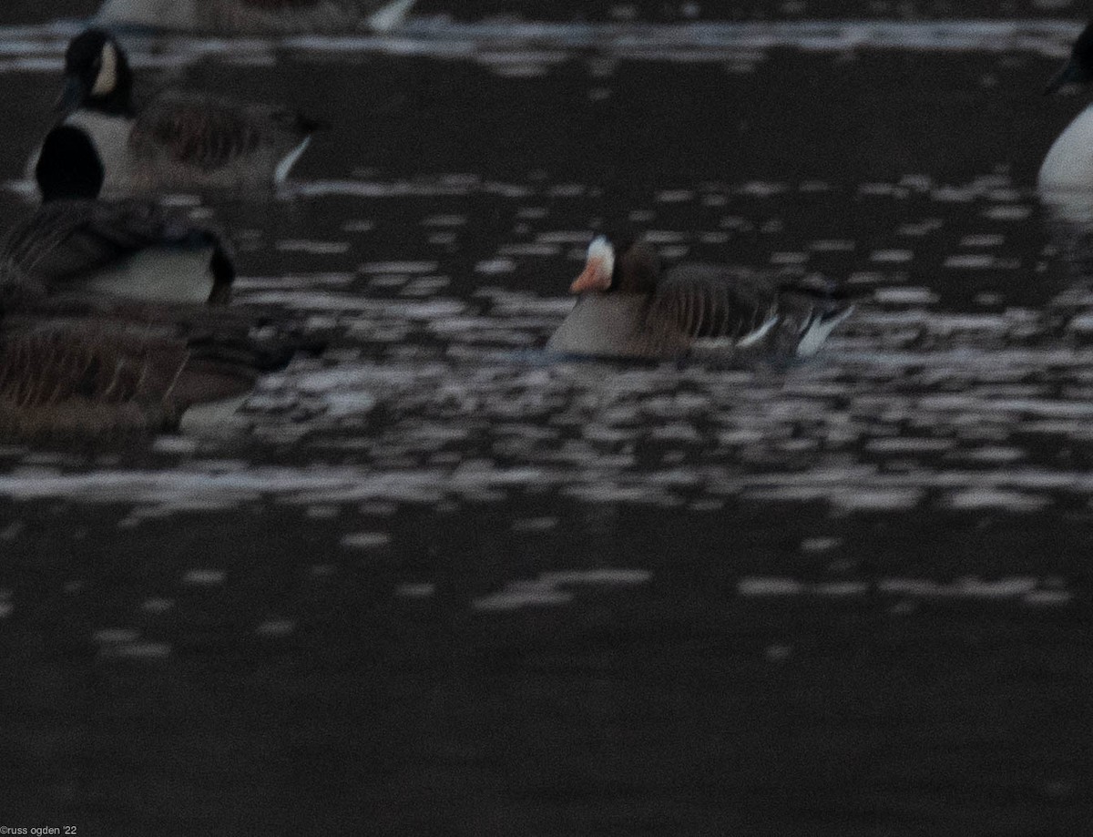 Greater White-fronted Goose - ML409059311