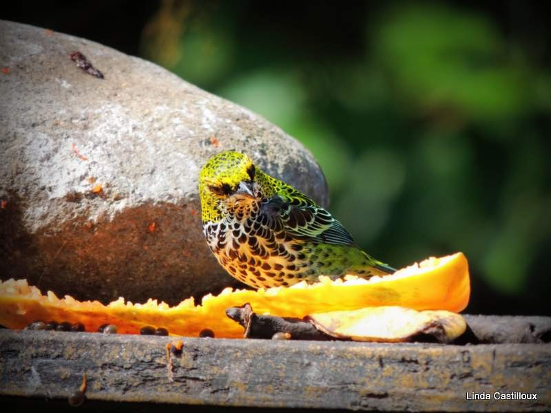 Speckled Tanager - ML40906101