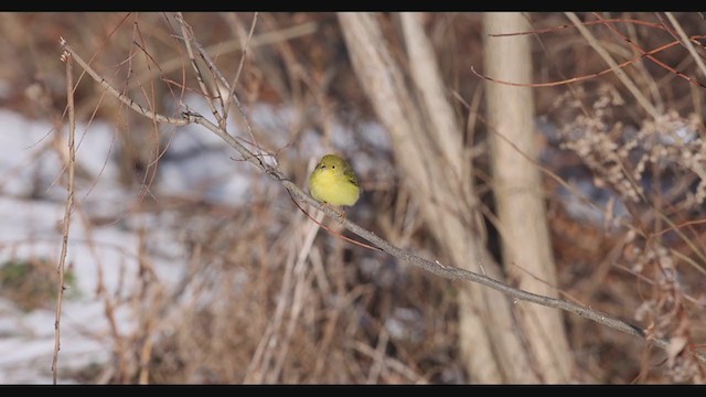 Yellow Warbler (Northern) - ML409062461