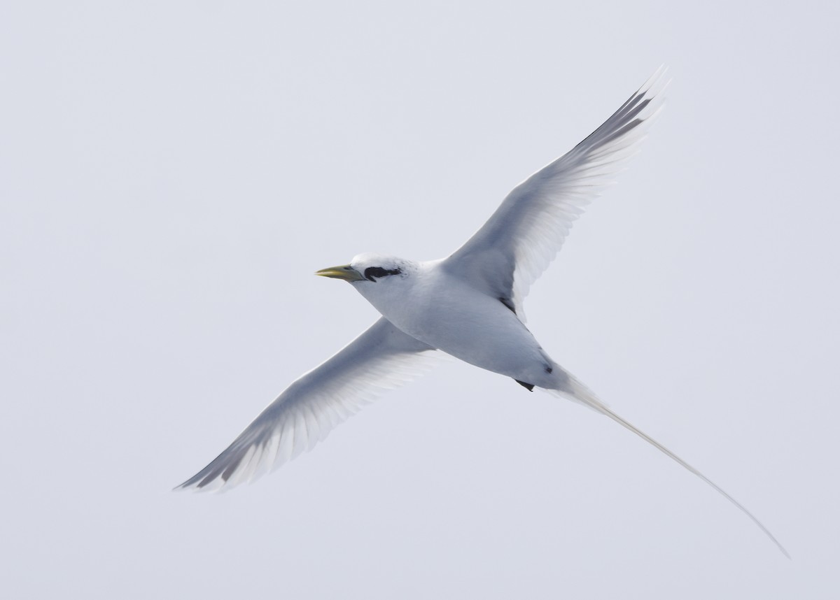 White-tailed Tropicbird (Pacific) - Christopher Lindsey