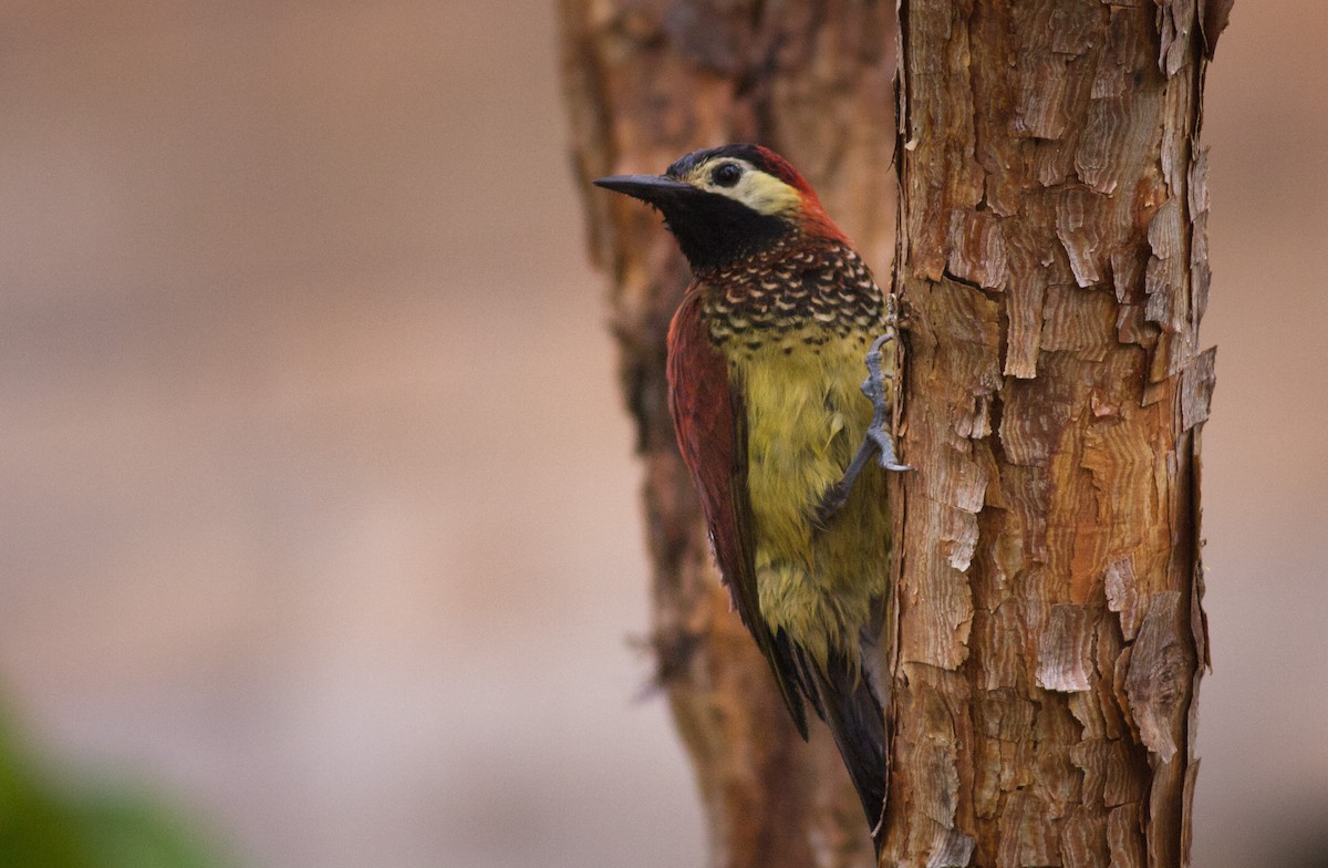 Crimson-mantled Woodpecker - Ian Davies