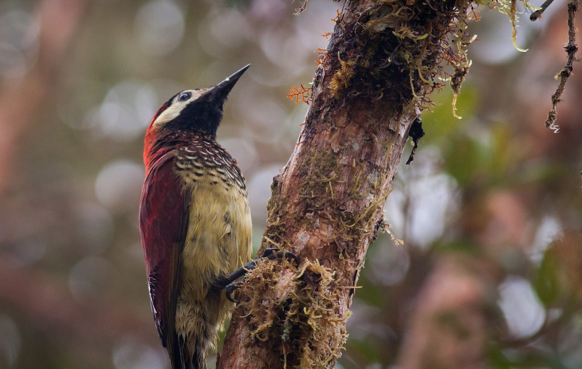 Crimson-mantled Woodpecker - ML40906641